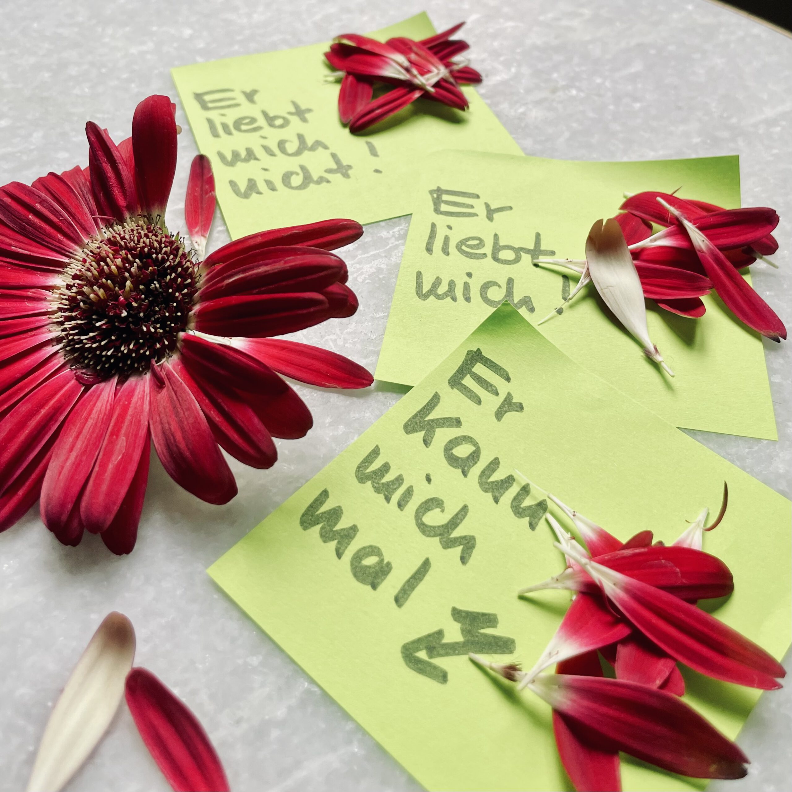 Bild mit verschiedenen Kommentaren auf Haftklebern und einer zerpflückten roten Blüte